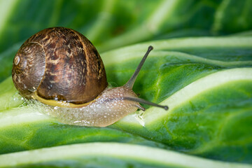 Close up of a Snail slithering along a cabbage leaf