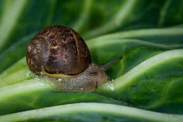 Close up of a Snail slithering along a cabbage leaf