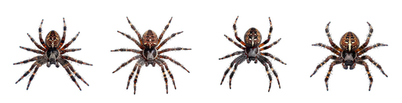 Four spiders with brown and black markings isolated on transparent background, showcasing their intricate patterns and eight legs in a detailed composition