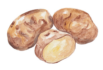 A realistic watercolor painting of a potato with natural texture and shading. Great for food designs, farm themes, recipe illustrations, and kitchen decor.