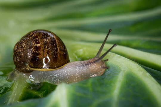 Close up of a Snail slithering along a cabbage leaf