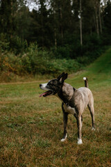 Alert Dog Standing in Forest Clearing
