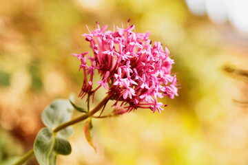 Flowering plant of valerian