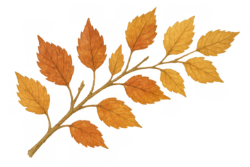 Autumn leaves branch with changing fall colors in watercolor painting illustration against a transparent background