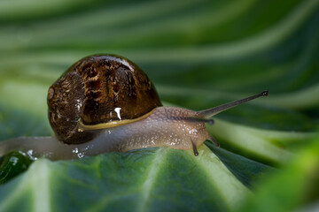 Close up of a Snail slithering along a cabbage leaf