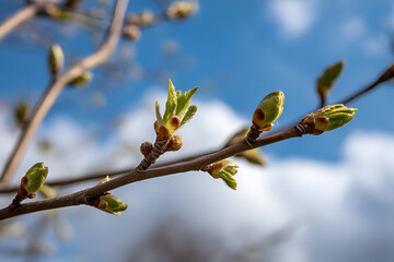 Fototapeta premium Close-up of budding leaves against a bright sky, symbolizing growth and renewal in nature.