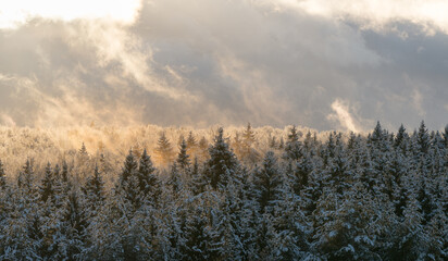 Winter snowy frosty forest panoramic landscape with fog and the sunlight. Hazy woods horizon. Dramatic misty nature scene