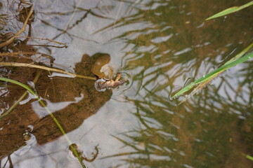a mole cricket insect eaten by a rice field snail