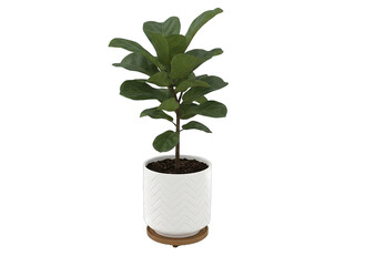 A healthy green fiddle leaf fig plant in a white chevron patterned pot with a wooden saucer isolated on a transparent background studio shot