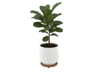 A healthy green fiddle leaf fig plant in a white chevron patterned pot with a wooden saucer isolated on a transparent background studio shot