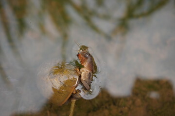 a mole cricket insect eaten by a rice field snail