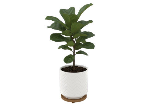 A healthy green fiddle leaf fig plant in a white chevron patterned pot with a wooden saucer isolated on a transparent background studio shot