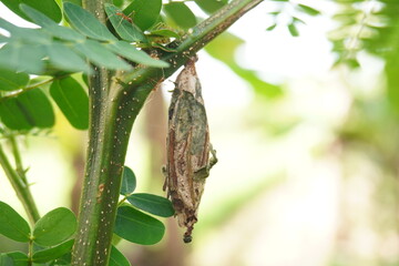 a cocoon hanging from a tree trunk