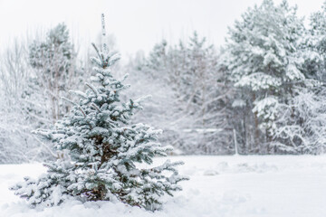 Snow covered young spruce tree in a winter forest. Fresh snowfall, soft light and serene natural landscape create a peaceful seasonal scene for postcard