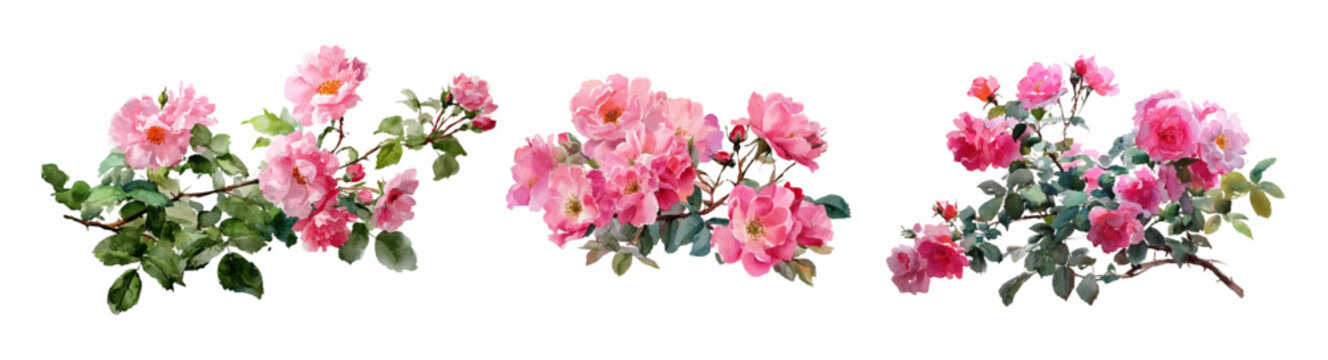 Watercolor set of bush roses. Rose bush with pink flowers, green leaves and stems with thorns. Garden flowers of a climbing rose. Summer hand drawn flowers.