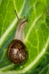 Close up of a Snail slithering along a cabbage leaf