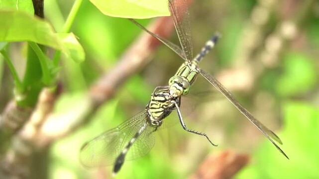 a cannibal dragonfly preys on and eats another dragonfly