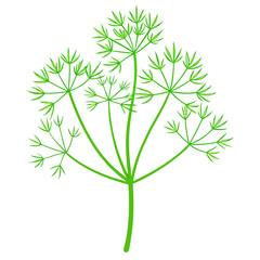  fennel-green-flower flower line art on white