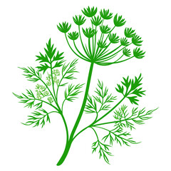  fennel green flower silhouette