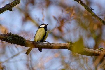 Great tit perched on a tree branch