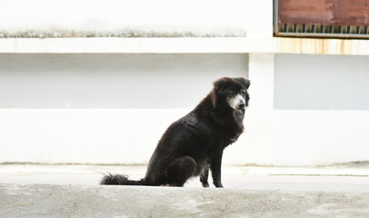 Black dog sit at street looking out