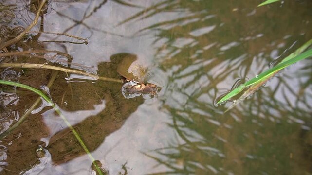 a mole cricket insect eaten by a rice field snail