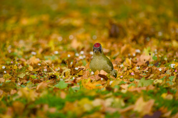 Green woodpecker standing among fallen leaves and small white blossoms