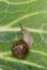 Close up of a Snail slithering along a cabbage leaf