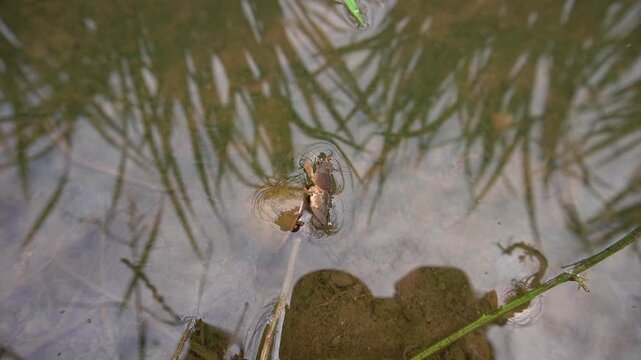 a mole cricket insect eaten by a rice field snail