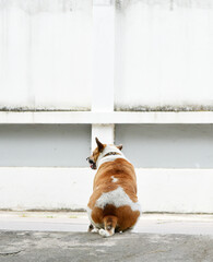 Back of dog sitting at street and looking out