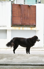 Black dog stand at street looking out
