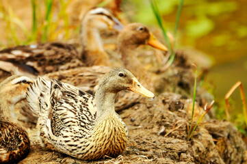 baby duck in a pond

