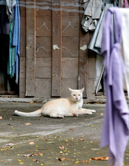 Cat lay down on ground with wooden and fabric background