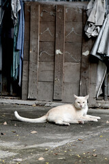 Cat lay down on ground with wooden and fabric background (vintage color style)