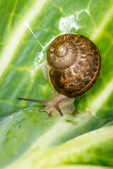 Close up of a Snail slithering along a cabbage leaf