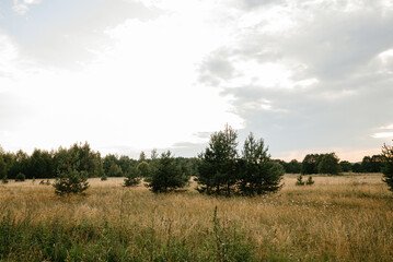 Fototapeta premium Serene Landscape with Trees in Golden Field