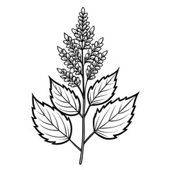 astilbe flower line art on white background