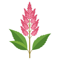 pink and green flower, astilbe flower on white background