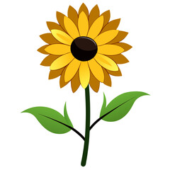  black eyed susan flower isolated on white background