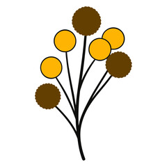 billy buttons flower silhouetteon white background