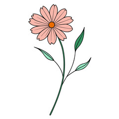 pink flower isolated on white background