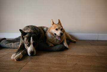 Cuddling Dogs Relaxing Together on Floor