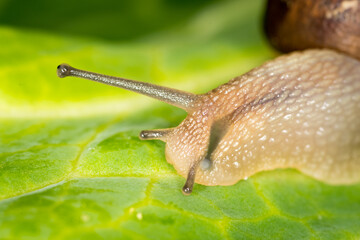 Close up of a Snail slithering along a cabbage leaf
