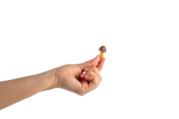 Small chocolate chip cookies in hand on transparent background