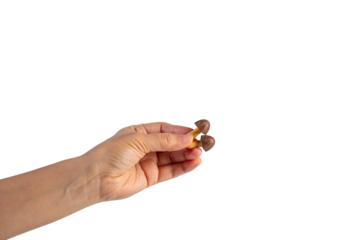 Small chocolate chip cookies in hand on transparent background