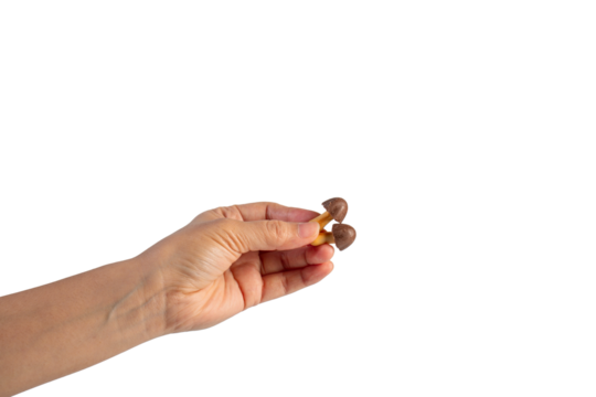 Small chocolate chip cookies in hand on transparent background - Powered by Adobe