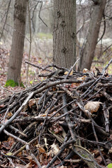 A Heap Of Gray Dry Brushwood Collected On The Forest Floor. Texture Of Tangled Twigs And Wood Scrap In Nature.