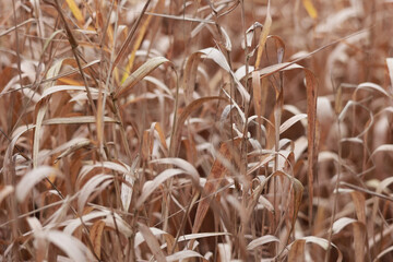 Abstract Background Of Tangled Dry Grass Blades In Neutral Earthy Tones. Natural Pattern Representing The Dormant Season In Nature.