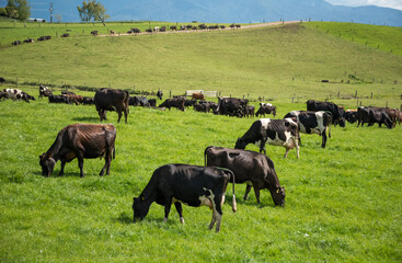Herd of Friesian and Friesian jersey cross dairy cows grazing in green grass