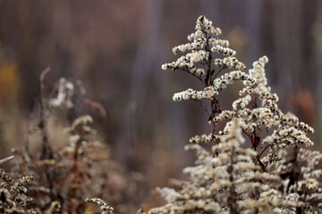 A Single Withered Wildflower Standing Alone In The Cold Season. The Moody Lighting Highlight The Texture Of The Dry Seeds.